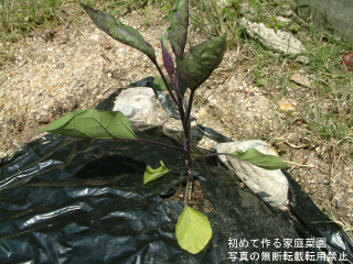 ナスの苗を庭へ植えつけ