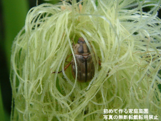 コガネムシみたいな虫に雌花のヒゲが食べられている